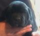 English Mastiff Puppies for sale in Plymouth, IN 46563, USA. price: NA