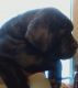 English Mastiff Puppies for sale in Indianapolis, IN, USA. price: $500