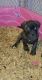 English Mastiff Puppies for sale in Cumberland, VA 23040, USA. price: NA