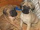 English Mastiff Puppies for sale in Worcester, MA, USA. price: $1,400