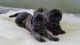 English Mastiff Puppies for sale in Agoura, Agoura Hills, CA 91301, USA. price: NA