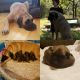 English Mastiff Puppies for sale in San Antonio, TX, USA. price: $600