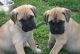 English Mastiff Puppies for sale in Los Angeles, CA, USA. price: NA