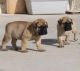 English Mastiff Puppies for sale in Miami, FL, USA. price: NA