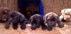 English Mastiff Puppies for sale in Dallas, TX, USA. price: NA