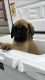 English Mastiff Puppies for sale in Romance, AR 72136, USA. price: $600