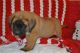 English Mastiff Puppies for sale in Lubbock, TX, USA. price: NA