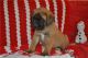 English Mastiff Puppies for sale in Chicago, IL, USA. price: NA