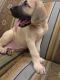 English Mastiff Puppies for sale in Paoli, IN 47454, USA. price: NA