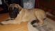 English Mastiff Puppies for sale in Mobile, AL, USA. price: $750