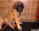 English Mastiff Puppies for sale in Mobile, AL, USA. price: $800