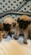 English Mastiff Puppies for sale in Cedar Rapids, IA, USA. price: NA