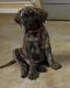 English Mastiff Puppies for sale in Baxley, GA 31513, USA. price: $750