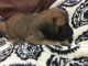 English Mastiff Puppies for sale in Madisonville, TX 77864, USA. price: $600