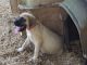 English Mastiff Puppies for sale in Plant City, FL, USA. price: NA
