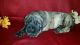 English Mastiff Puppies for sale in Dunnellon, FL 34431, USA. price: $2,000