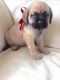 English Mastiff Puppies for sale in Atlanta, GA, USA. price: $250