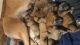 English Mastiff Puppies for sale in Sears, MI 49679, USA. price: NA