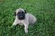 English Mastiff Puppies for sale in Branch, MI 49402, USA. price: NA