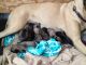 English Mastiff Puppies for sale in Marion, IN, USA. price: NA