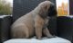 English Mastiff Puppies for sale in Trinity St, Austin, TX, USA. price: NA