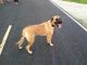 English Mastiff Puppies for sale in Trenton, NC 28585, USA. price: NA