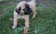 English Mastiff Puppies for sale in Mendon, IL 62351, USA. price: NA
