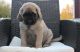 English Mastiff Puppies for sale in San Francisco, San Antonio, TX 78201, USA. price: $500