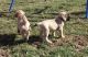 English Mastiff Puppies for sale in San Francisco, San Antonio, TX 78201, USA. price: NA