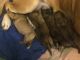 English Mastiff Puppies for sale in Mt Vernon, OH 43050, USA. price: NA