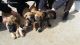 English Mastiff Puppies for sale in Nappanee, IN 46550, USA. price: NA