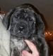 English Mastiff Puppies for sale in Priest River, ID 83856, USA. price: NA