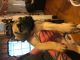 English Mastiff Puppies for sale in Mountain City, TN 37683, USA. price: NA