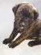 English Mastiff Puppies for sale in Joplin, MO, USA. price: NA