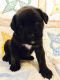 English Mastiff Puppies for sale in Joplin, MO, USA. price: NA