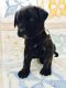 English Mastiff Puppies for sale in Joplin, MO, USA. price: $1,500
