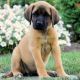 English Mastiff Puppies for sale in Campus Drive, Stanford, CA 94305, USA. price: NA