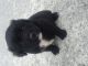 English Mastiff Puppies for sale in Loganville, GA 30052, USA. price: NA
