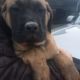 English Mastiff Puppies for sale in Canton, OH, USA. price: NA