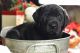 English Mastiff Puppies for sale in Hinckley, MN 55037, USA. price: NA