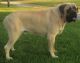 English Mastiff Puppies for sale in Laurel, IN, USA. price: NA