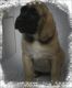 English Mastiff Puppies for sale in Spokane, WA 99216, USA. price: NA