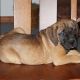 English Mastiff Puppies for sale in Canton, OH, USA. price: NA
