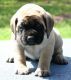 English Mastiff Puppies for sale in Brooksville, FL 34601, USA. price: NA