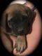 English Mastiff Puppies for sale in Lampasas, TX 76550, USA. price: NA