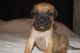 English Mastiff Puppies for sale in Venus, TX, USA. price: $600
