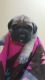 English Mastiff Puppies for sale in Seneca, MO 64865, USA. price: $1,300