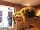 English Mastiff Puppies for sale in Florida 34473, USA. price: NA