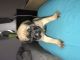 English Mastiff Puppies for sale in St Cloud, FL 34769, USA. price: NA