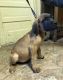 English Mastiff Puppies for sale in Fort Wayne, IN, USA. price: NA